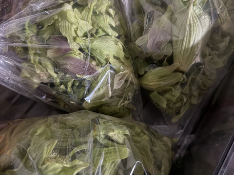 春一番の山菜　フキノトウ