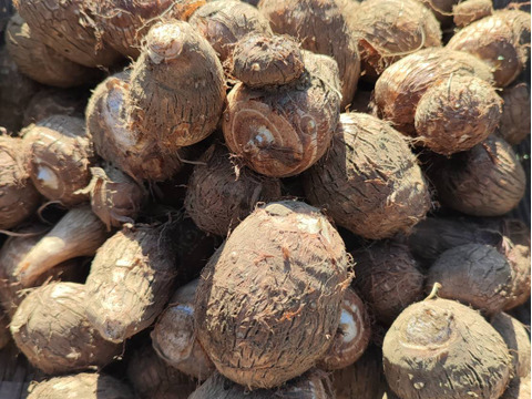 【自然栽培】トロじゅわ〜な里芋『だるま』（サイズ混合・箱込み5kg）