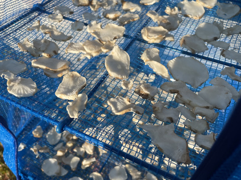 神奈川県産の健康野菜キクイモ【鮮度を保つ為、土付き】農薬、肥料不使用お試しの1kg！