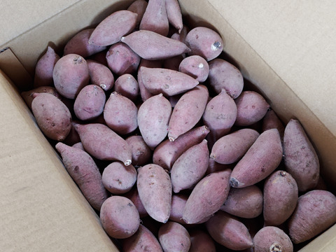 コロコロ熟成安納芋５キロ　SSサイズ