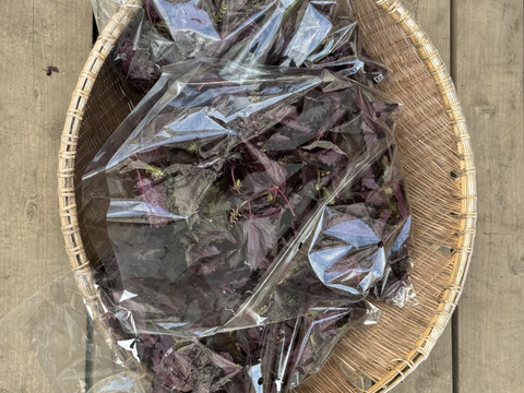 自然農法栽培　 赤紫蘇　片面赤紫蘇も入ります。700枚以上お入れしてお届けいたします。　茎は入れずに葉のみを箱いっぱいにお入れしてサービスで採れたての季節のお野菜と一緒にお届け致します。