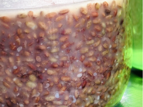 【農薬を使わない合鴨農法】稲作から始まる自家製赤米糀【冷蔵 200g】