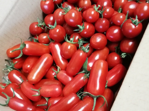 トマトマニア必食 種が売っていない珍しいミニトマト2kg 奈良県産 食べチョク 農家 漁師の産直ネット通販 旬の食材を生産者直送