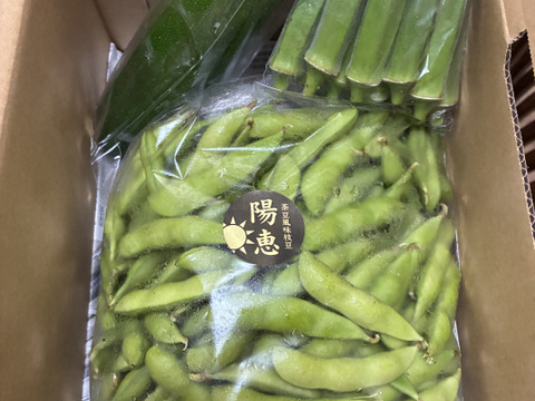 【手島農園　夏のイチオシ！】朝採り枝豆！1kg