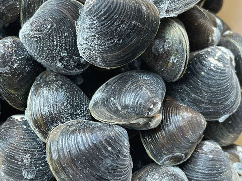 【今月特別価格‼️】冷凍はじめました。🧊十三湖産冷凍しじみ中貝1kg！