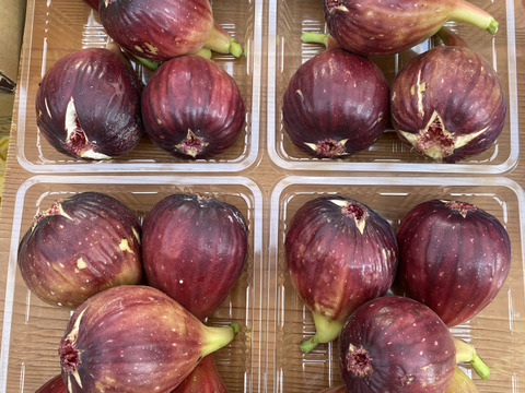 樹上完熟いちじく！朝採り！和歌山県産イチジク 2箱（500g×8P）