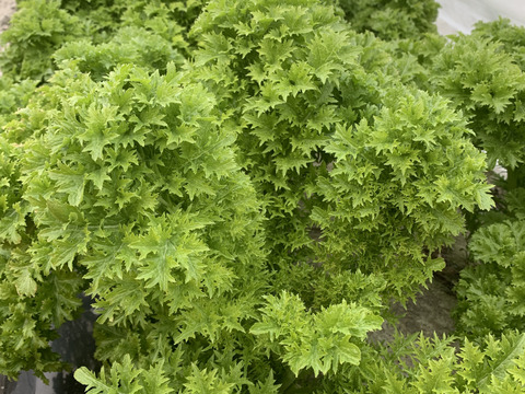 【福袋】玉ねぎ4kg🧅とキヌヒカリ玄米2kgその他葉物野菜など3種類以上の野菜セット