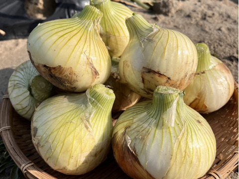 甘み濃厚！浜松産フレッシュ新玉ねぎ10㎏