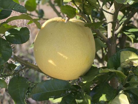 冬の贅沢「紅まどか」約3kg（家庭用）