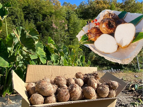 8【数量限定】農薬不使用の旨キャベツ！今だけの柔らかい春キャベツを是非！