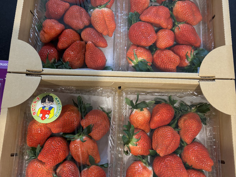 【2年連続品評会入賞🍓】やよいひめ 2kg どこにも無い味の濃さを皆様の元へお届けしたいと思いで作っているイチゴです