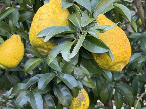 りのか（璃の香）無農　ノーワックス