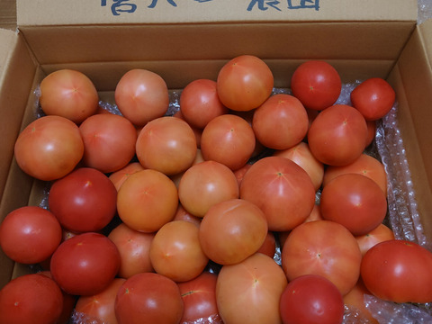 採れたて直送☆嘉麻市産☆桃太郎トマト４．５ｋｇ
