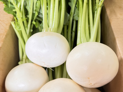 採れたて新鮮 聖護院カブ 6～8株入‼️