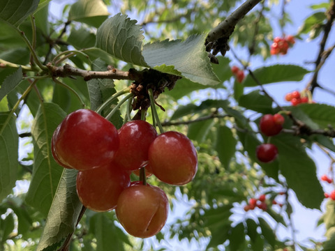 クール便！さくらんぼ葉取らず紅秀峰450g×2パックパック訳あり家庭用農薬半減栽培