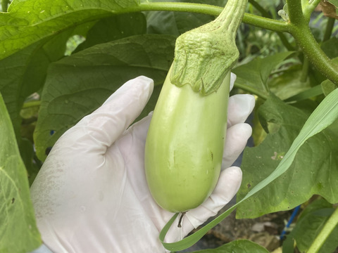 ２kg【限定販売】美味しい翡翠茄子！やみつきナス！旨なす！煮ても焼いても美味しい！とろなす　丸ナス　農薬不使用