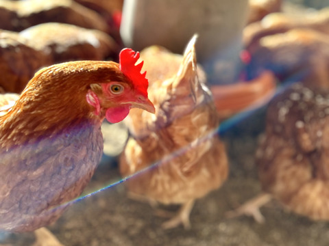 【投薬ゼロ】【冬ギフト】【安納芋の甘みがギュッ‼️】っと詰まった夢まる自然卵(10個入り6箱)  のし対応可