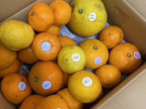 鹿児島県産「8種のみかん柑橘詰め合わせ」【柑橘食べ比べ】箱込み5㎏