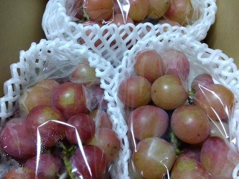 予約開始🍇【家庭用】 王妃クイーンニーナ 3-6房