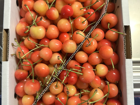 〈予約販売〉もぎたて当日発送　佐藤錦　一キロバラ　家庭用　6月上旬～順次発送　さくらんぼ