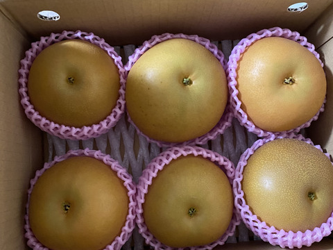 昨年大好評！『清流球磨梨』あきづき　約3kg(3〜7個入り)