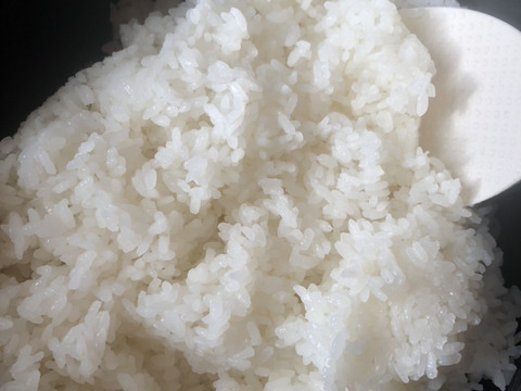 【コシヒカリ玄米10kg】【令和7年新米🌾】炊きたて艶ピカ°˖✧（本州の方限定）