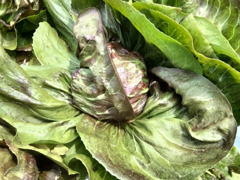 長崎県産トレビス（ラディッキオ）2個入り