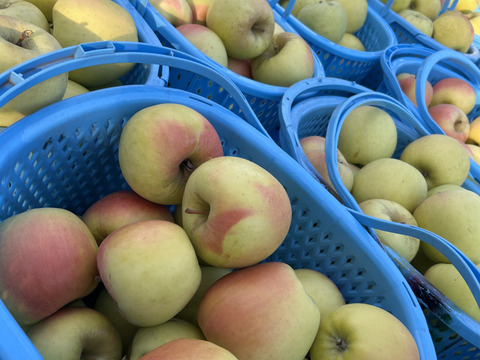 【冬ギフト】🍎『希少！』ぐんま名月🍎約3キロ8〜11玉(家庭用)ID177902