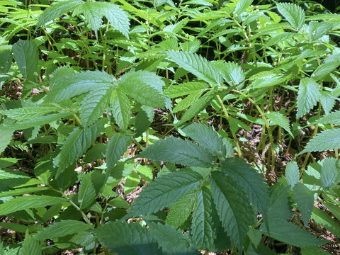 【天然美味夏山菜】赤ミズ　岩手県産