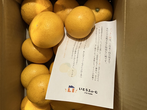 ★あなたの常識が変わる！プリプリジューシーなさつき八朔🍊（樹上超熟八朔）麗品 4kg