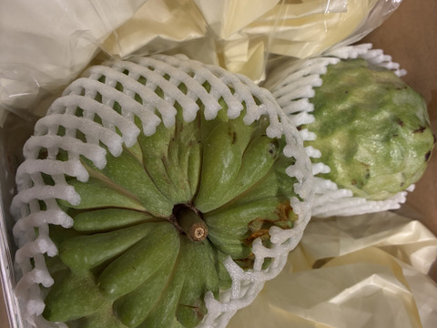 【数量限定】とろける甘さ！稀少な南国フルーツ熊本県産アテモヤ700ｇお試し用