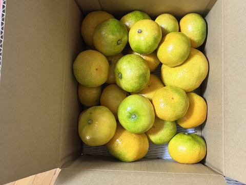 【夏ギフト】とろける甘さ！濃厚ハウスみかん！薄皮で果汁たっぷり！冷蔵庫でキンキンに冷やしてやみつき！ネットで話題のブランドみかん！「蜜ツ星（みつぼし）」　お試し品　サイズ混合　約２ｋｇ【商品番号24】