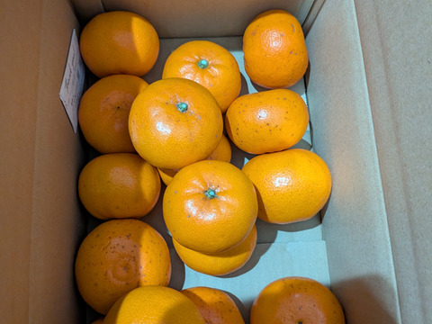 極ウマせとか 約5kg 【訳あり品、ご家庭用】