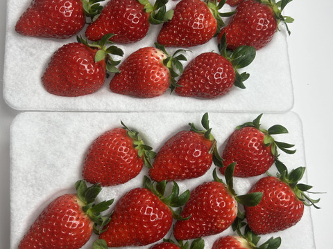 熊本県産いちご贈答用よつぼし230ｇ×2Ｐ