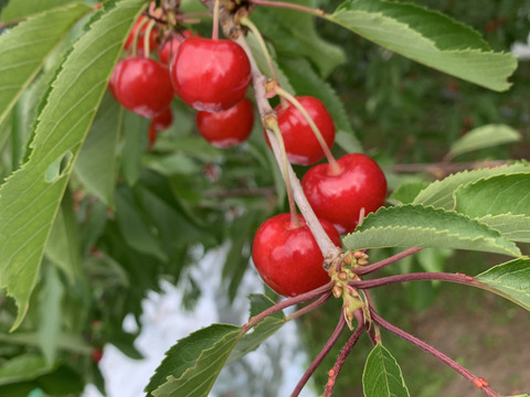 【贈答、プレゼント用】数量限定‼︎手詰め‼︎佐藤錦発祥の地。山形県東根産佐藤錦