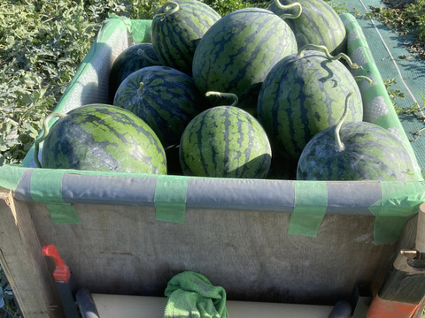 特大！農家直送、大玉スイカ9キロ以上！１玉入り