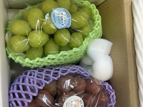 【福袋2025】 限定50セット シャインマスカット+お任せ品種(合計約1.1kg) 4200円相当以上