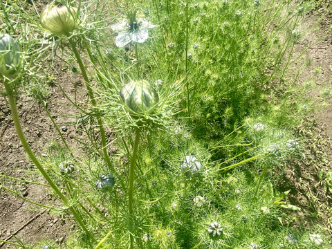 【お届け-20本-】〜ニゲラ〜　初夏から夏が旬の可憐で涼しげなお花！