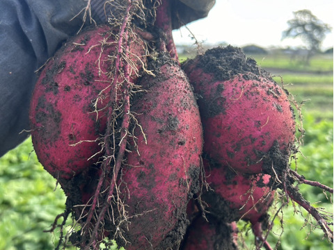 【数量限定‼️シルクスイート約３キロ☆なめらか食感＆甘さ上質🍠】サイズ混載（中小サイズ中心） 土つき