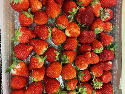 生の風味をお届け。気にしない方限定🍓バラ詰苺BOX（約1000g）大きさ形が不揃いです