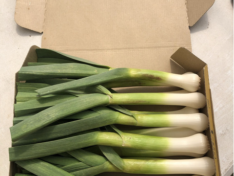 ◎お試しサイズ〜若どりニンニク〜新作！今時期しか楽しめない！（10本程度）