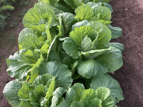 冬のカラフル鍋【お野菜ボックス】5種類以上！根菜葉物詰合せ4kg