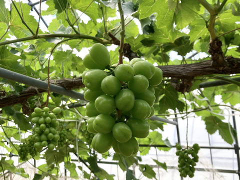 大人気！岡山県産　シャインマスカット　2房　約1kg　６０サイズ 化粧箱入り(贈答用に最適)