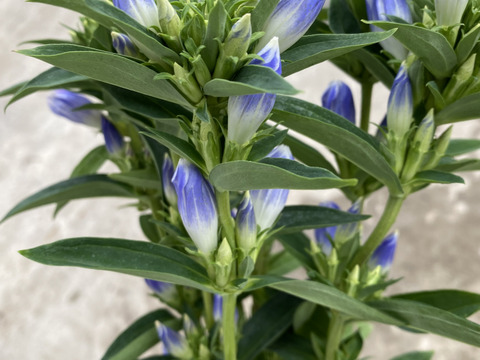 パステル　リンドウ　りんどう　10本　クール便