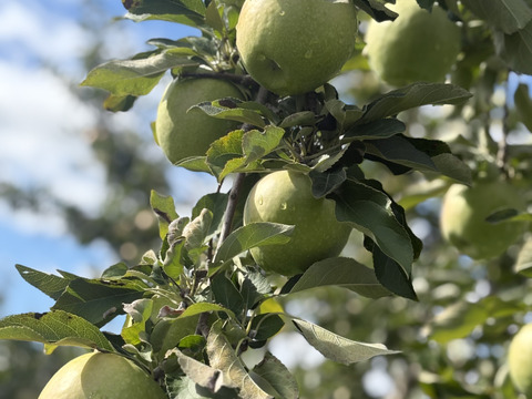 長野県産　りんご グラニースミス 約5kg