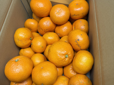 本日最終！【訳あり】濃厚なコクと酸味がおいしい！有田みかん★自家製堆肥栽培★定番5kg★和歌山★