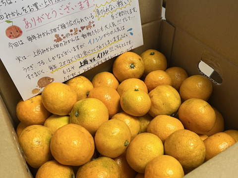 有田みかん【ゆら早生】小粒小玉　3.5Kg（箱込）