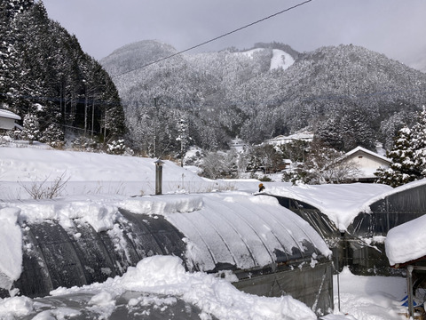 【高知県産】新生姜　1㎏【2025年10月】＃栽培期間中農薬・化学肥料不使用