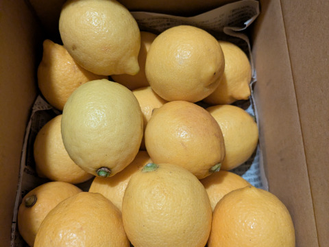 防腐剤、ワックス不使用　皮ごと使用  広島県産綺麗なレモン良品　２kg(約20個入）即日発送可能