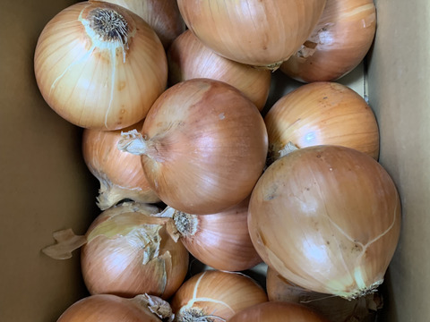 【野菜ソムリエサミット金賞🏆】淡路島玉ねぎ5kg